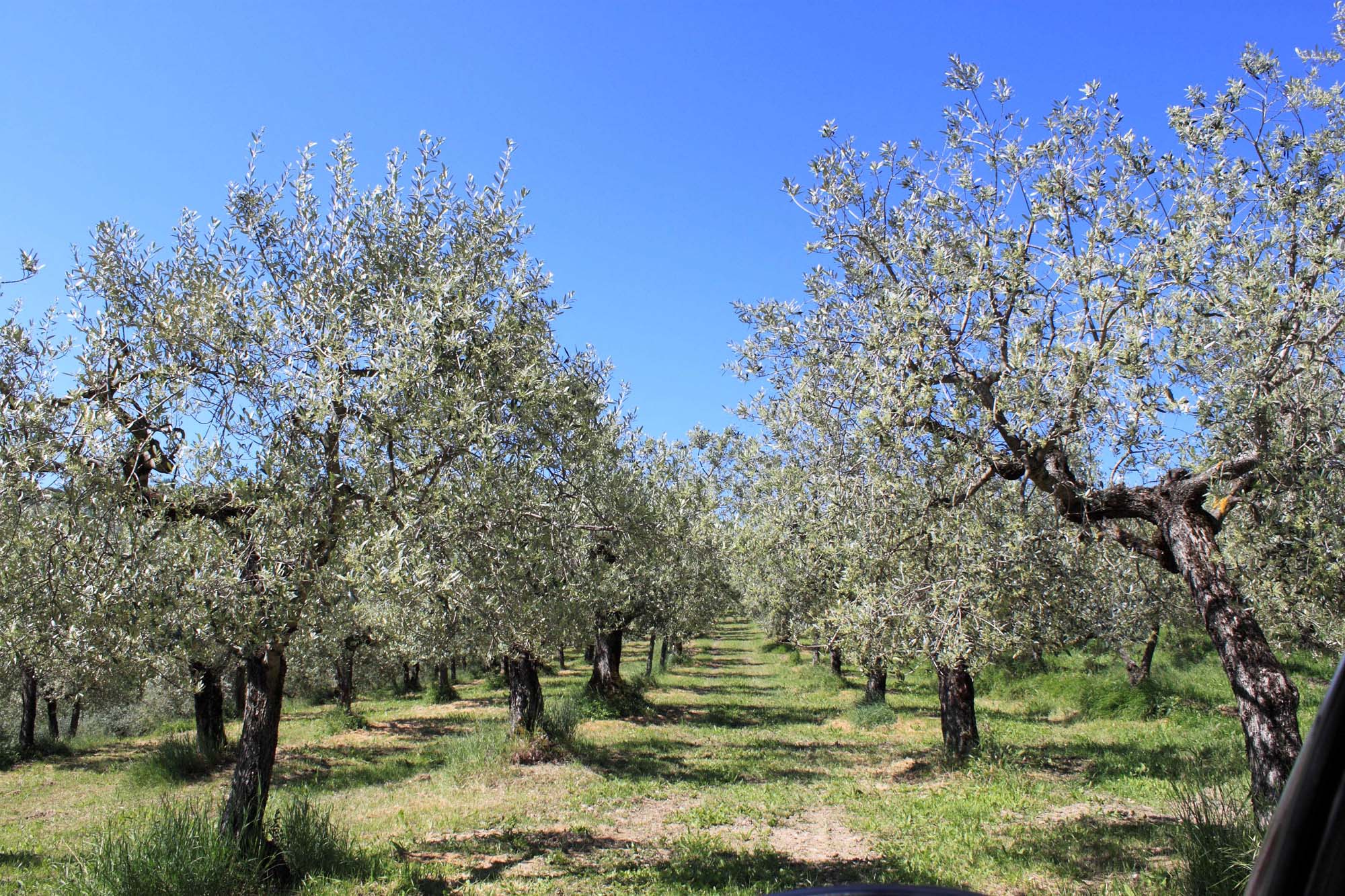 azienda-agraria-umbria